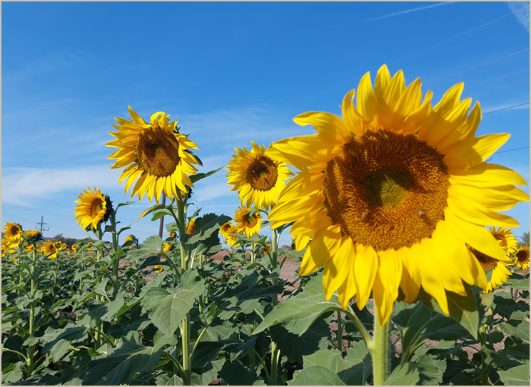 Campo de girasoles