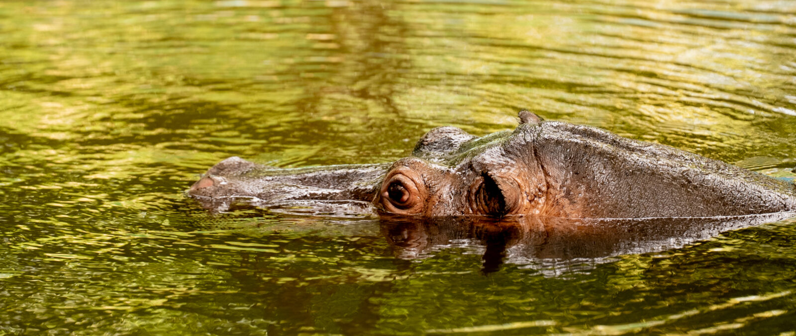 Zoológico de Culiacán